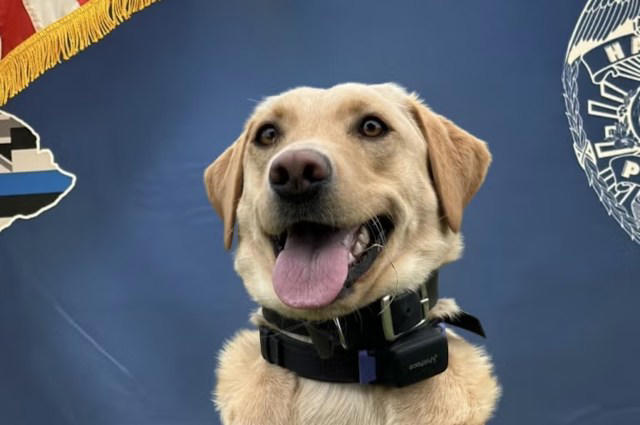 Missing elderly man found by K-9 after nearly 2 days in Hawai'i ...