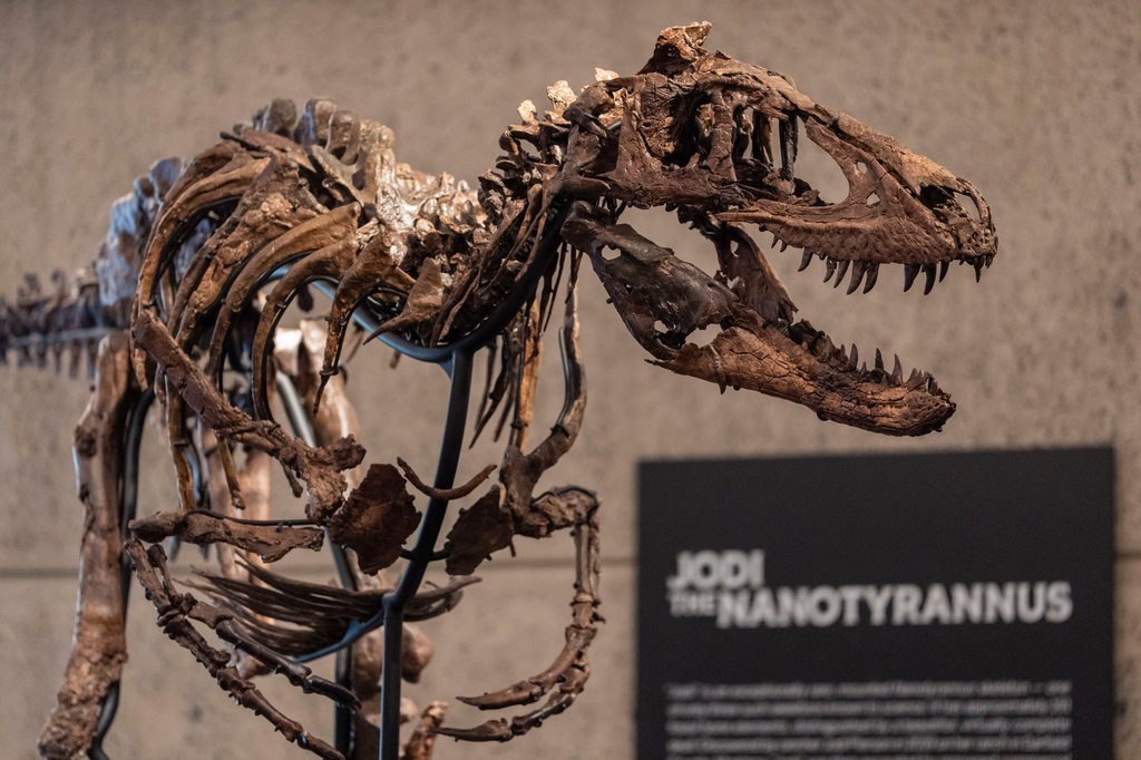 A dinosaur fossil that looks like a mini T rex just sold for a giant $47 million