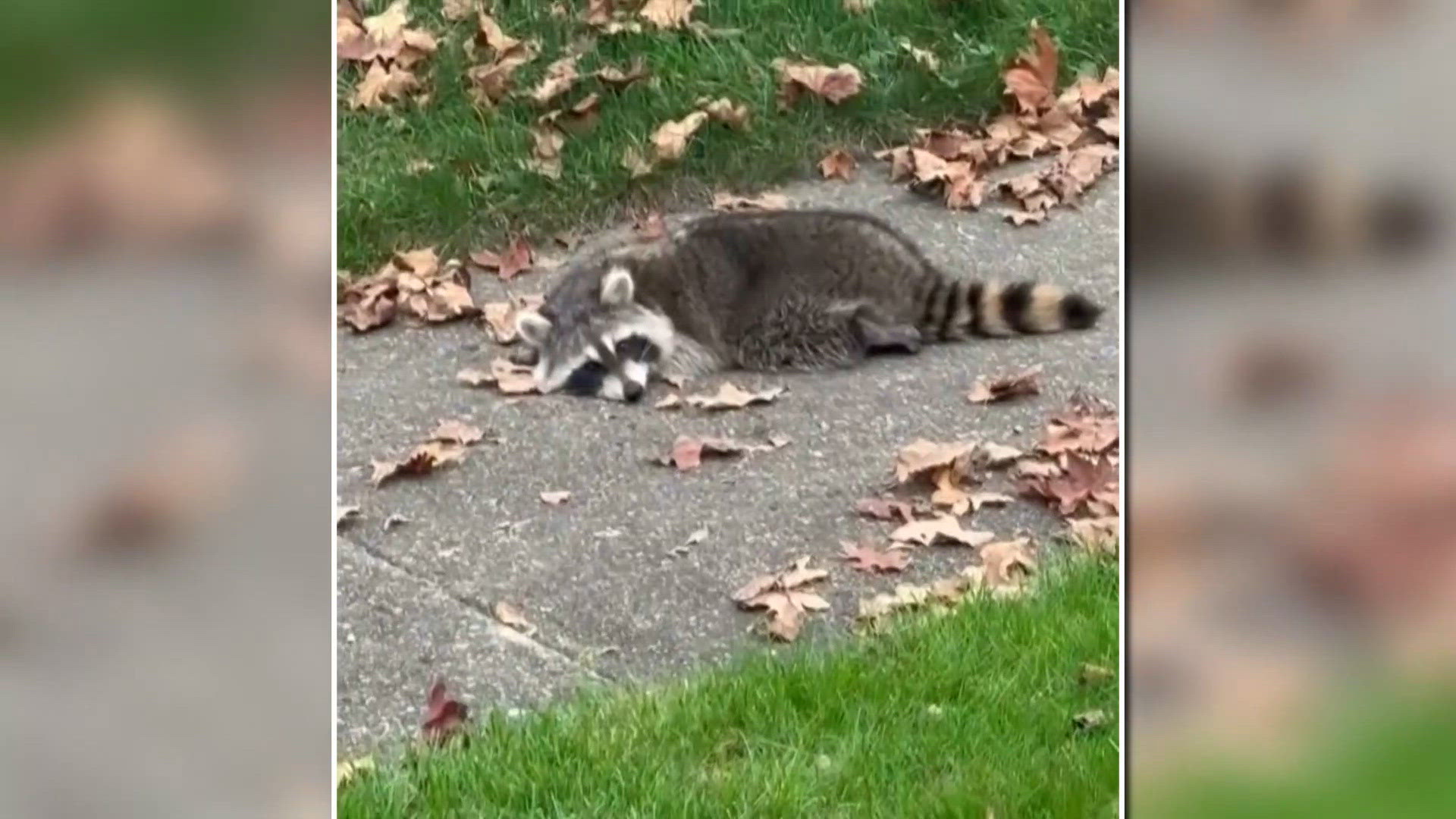 Are raccoons being poisoned in Grand Rapids?