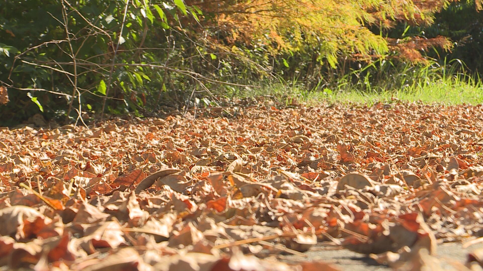 How to give your fallen leaves a new life