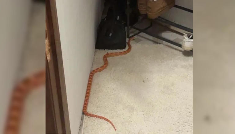 NDSU students shocked to find corn snake in basement of college home