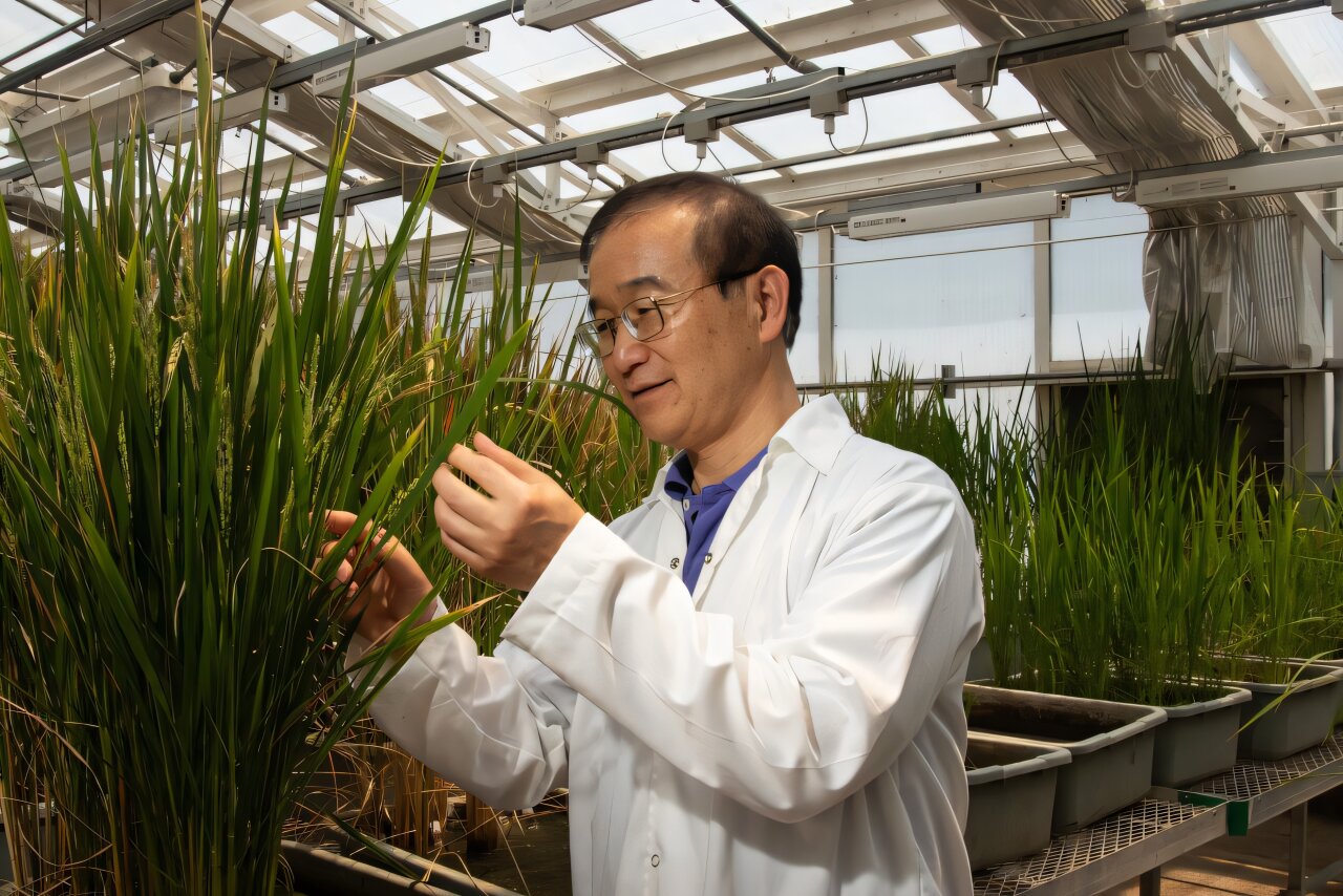 Rice plants can fight off devastating disease after gene editing with ...