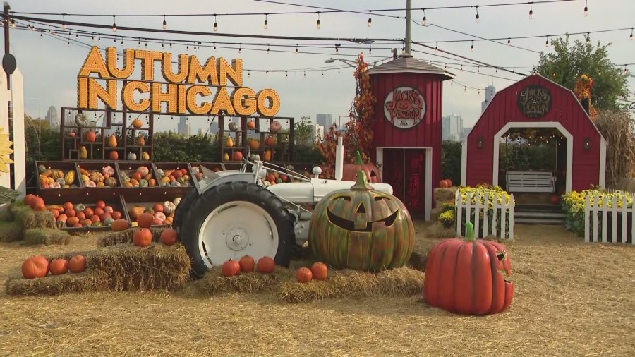 Chicago’s unusually warm October boosts business at Jack’s Pumpkin Pop-up
