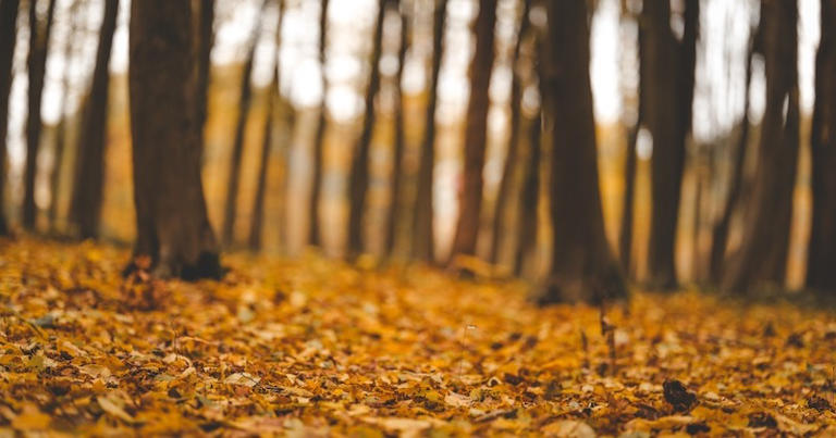 Experts: Fall leaves can help protect wildlife populations in Ohio