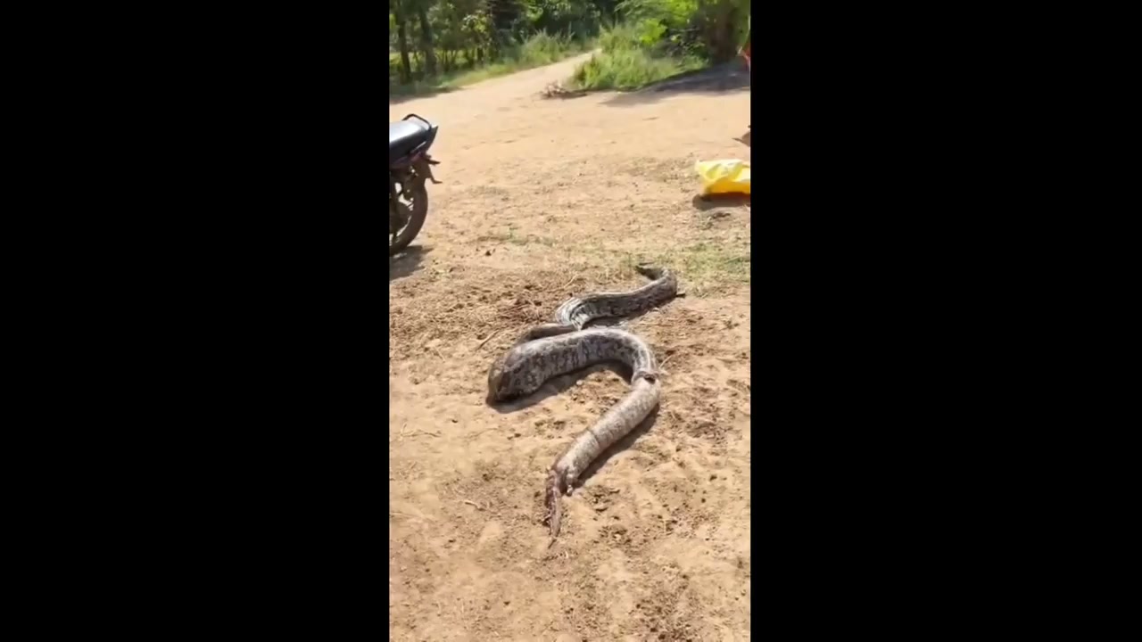 Python-on-python showdown ends as snake swallows rival