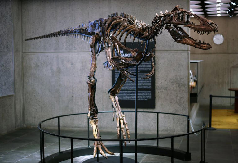 Dinosaur skeleton once mistaken for Tyrannosaurus Rex sells for ...