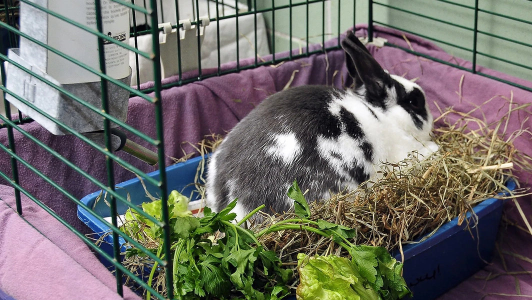 Creating the perfect rabbit home setup