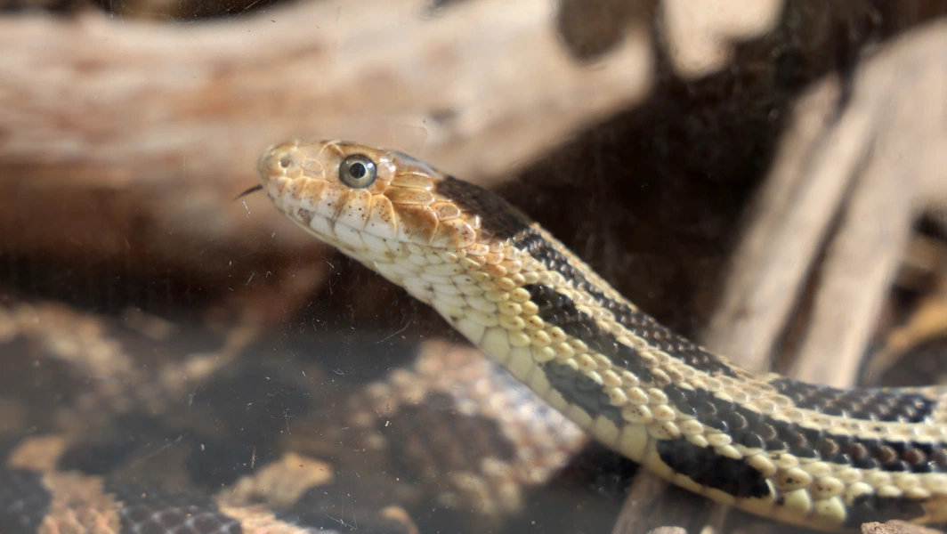 Lambert and Langley recall snake encounter during songwriting