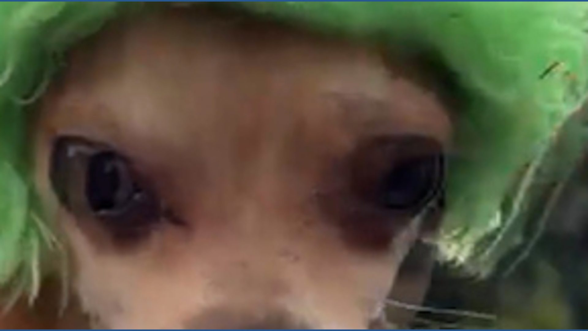 Chihuahuahs meet up in Mexico City
