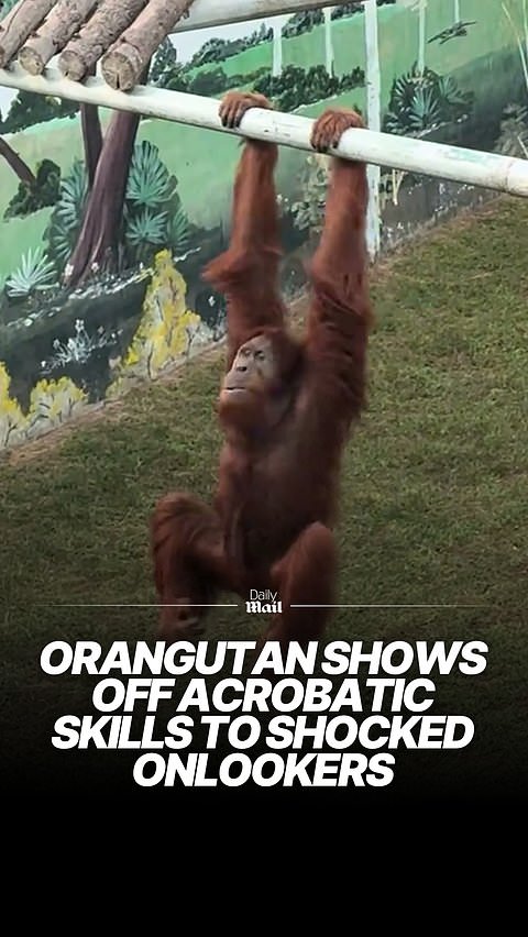 Orangutan shows off its acrobatic skills with incredible display
