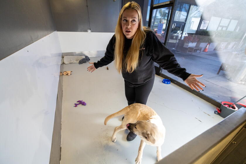 Dog rescue favored by celebrities is an 'illegal commercial enterprise,' LA claims