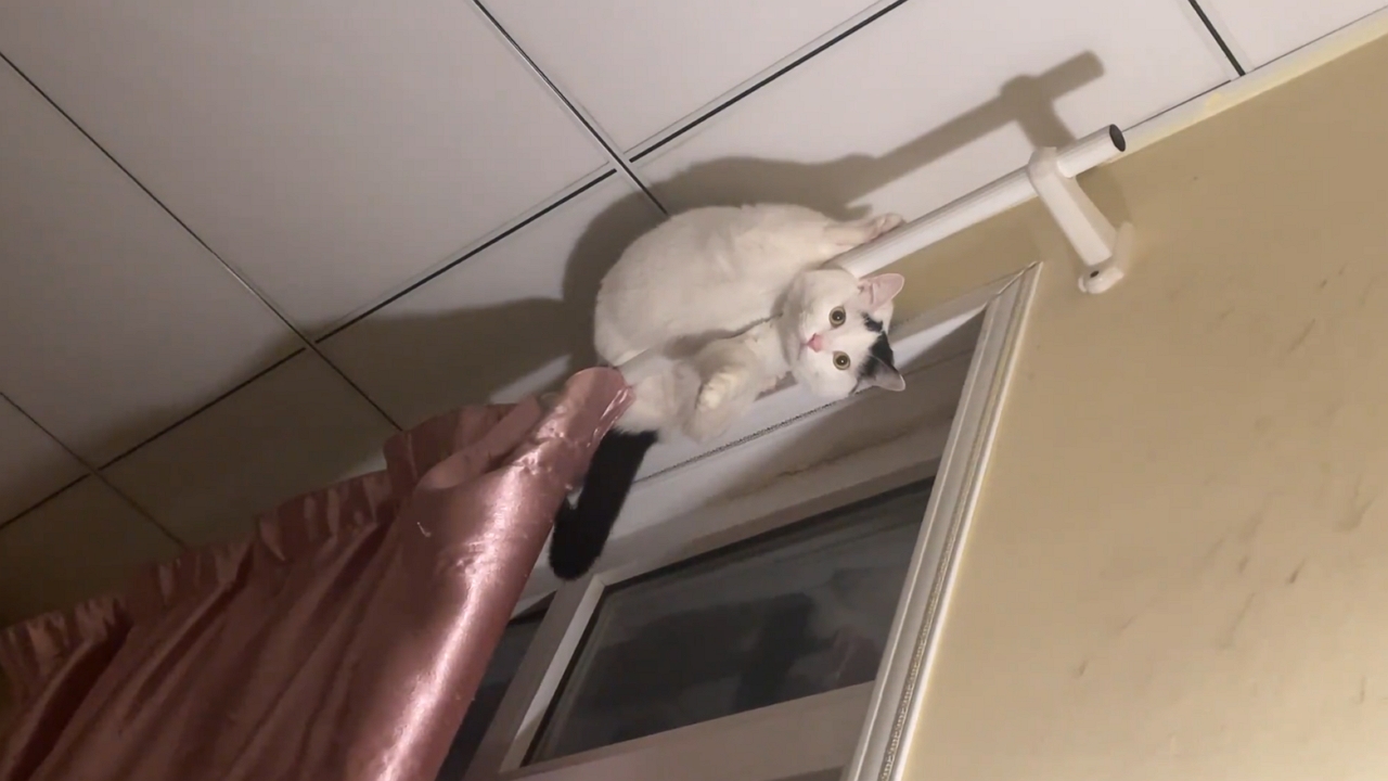 Cat falls from curtain rod in Beijing