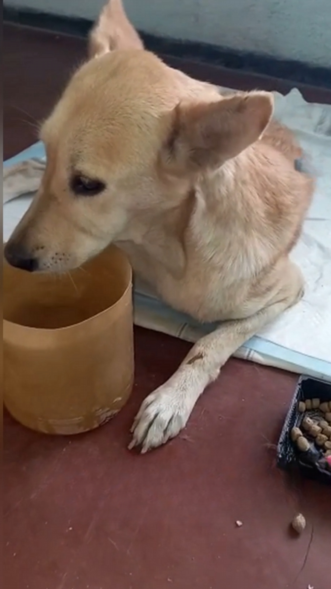 Kindhearted rescuer saves dog from relentless rain