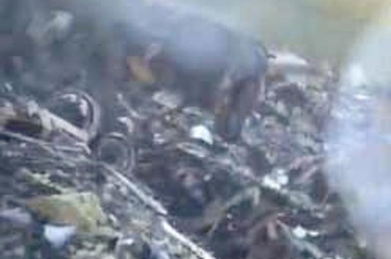 39 dead after high speed train crash as carriages plunge down embankment