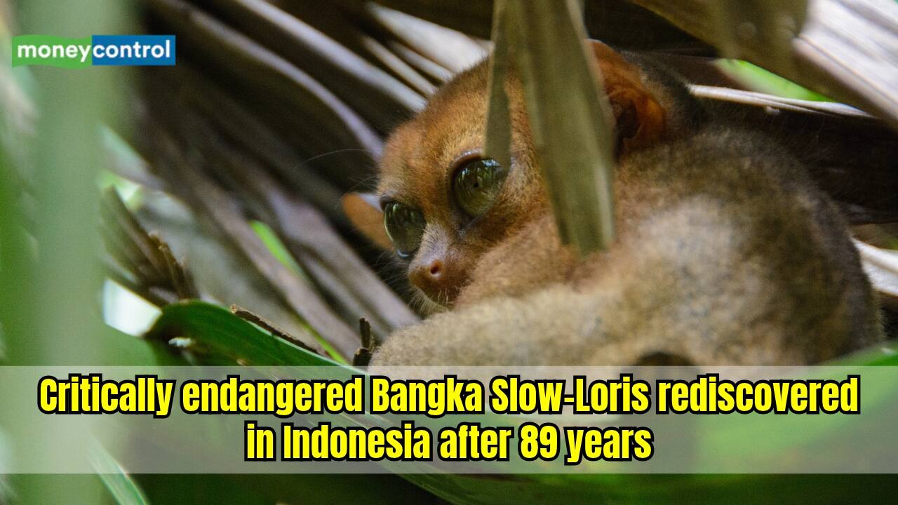 Missing for nearly 89 years, Bangka slow loris reappears in Indonesia as 90+ are documented in a decade