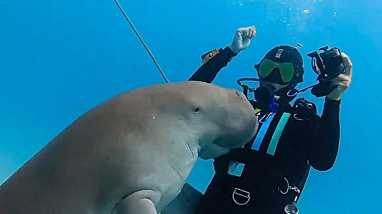Un dugong fait un câlin à un plongeur au large du Timor oriental