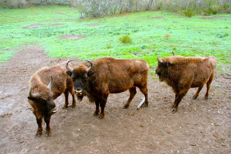 El desconocido parque natural de Palencia con la manada más grande de ...