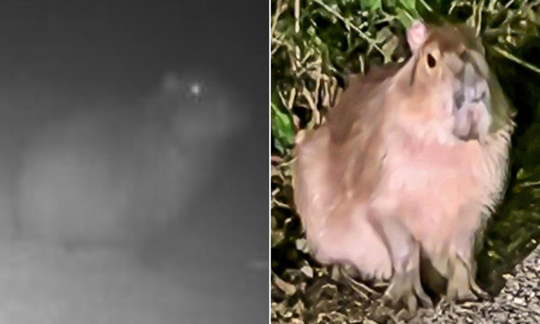 Samba the missing capybara who escaped zoo in March is spotted for the ...