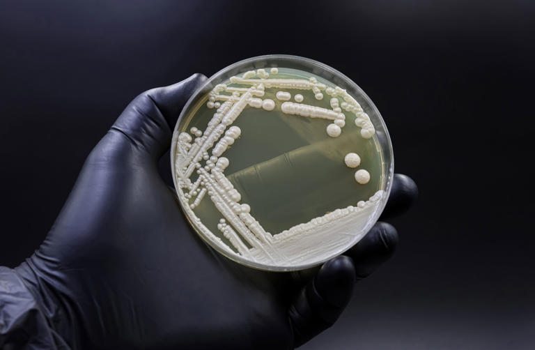 Why dangerous fungi are on the rise