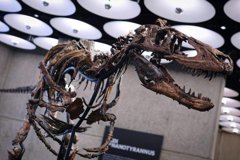 Dinosaur skeleton once mistaken for Tyrannosaurus Rex sells for ...