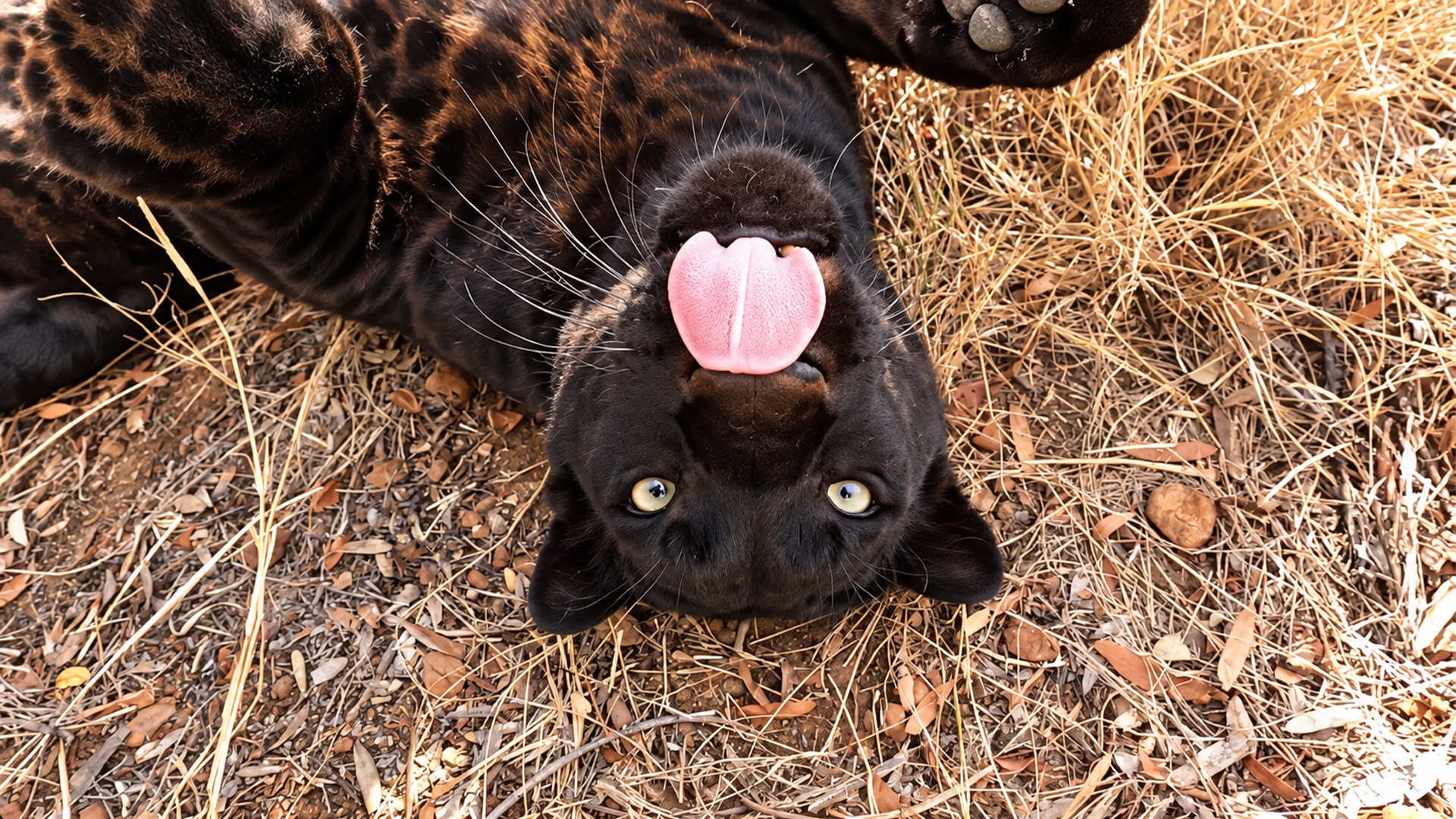 This leopard rolled over during their reunion