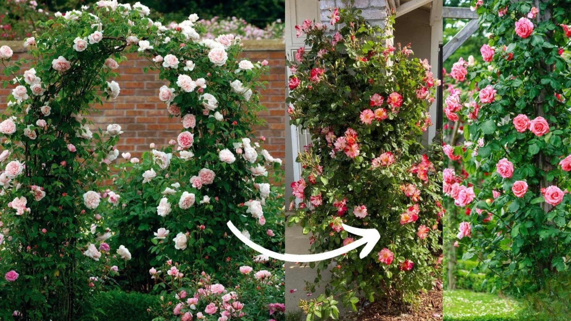 Stunning rose garden ideas that maximize small outdoor spaces