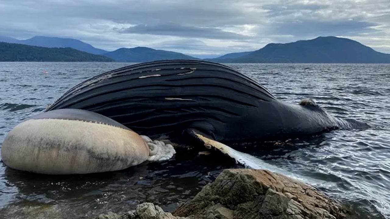 'Very sad development': Dead humpback whale spotted in area of BC ...
