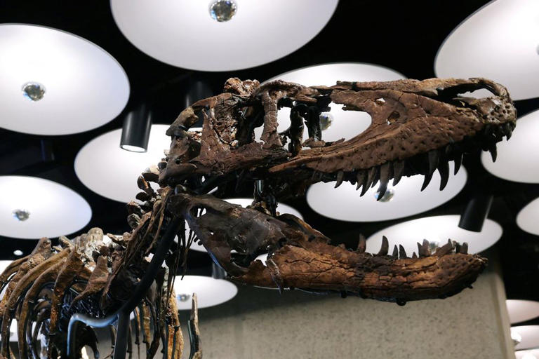 Dinosaur skeleton once mistaken for Tyrannosaurus Rex sells for ...