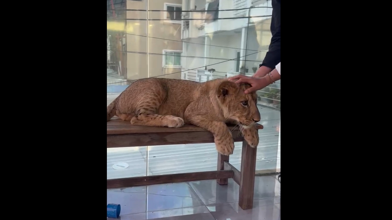 Playful lion cub nuzzles woman in Phuket