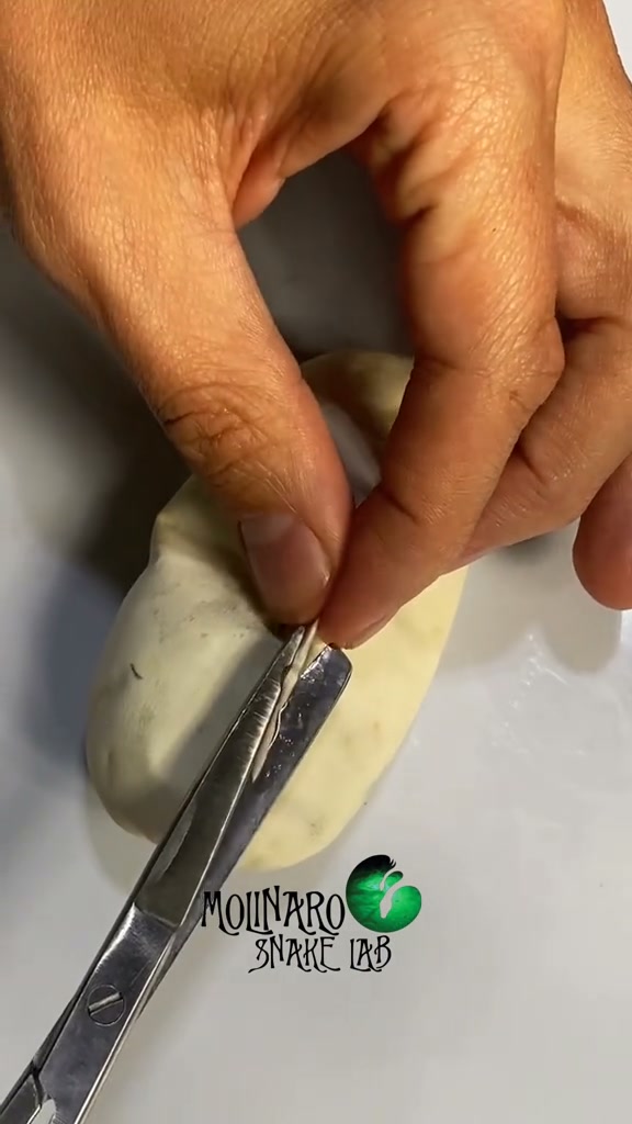 Hatching ball python from start to finish!