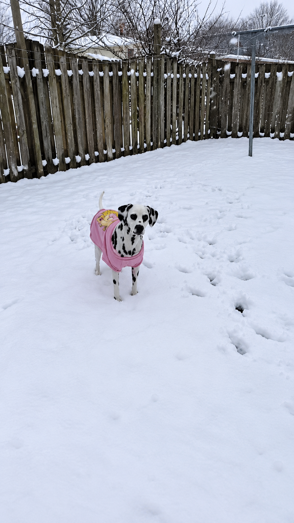 My dalmatian dog enjoying playtime