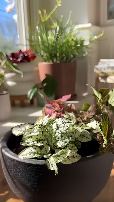 Beautiful plant pairings that bring color and texture to gardens