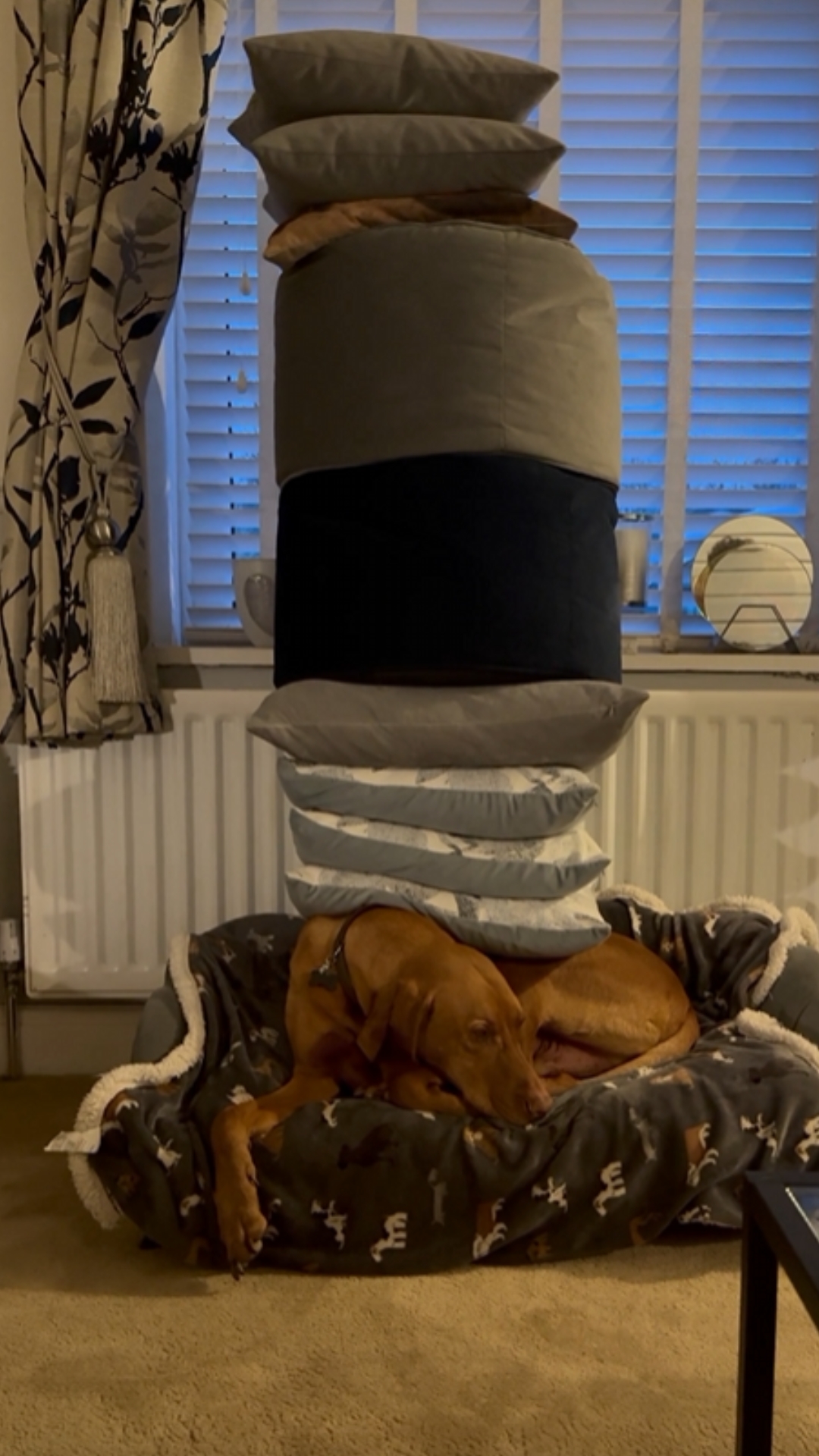 Dog loses balance after a small shift in position