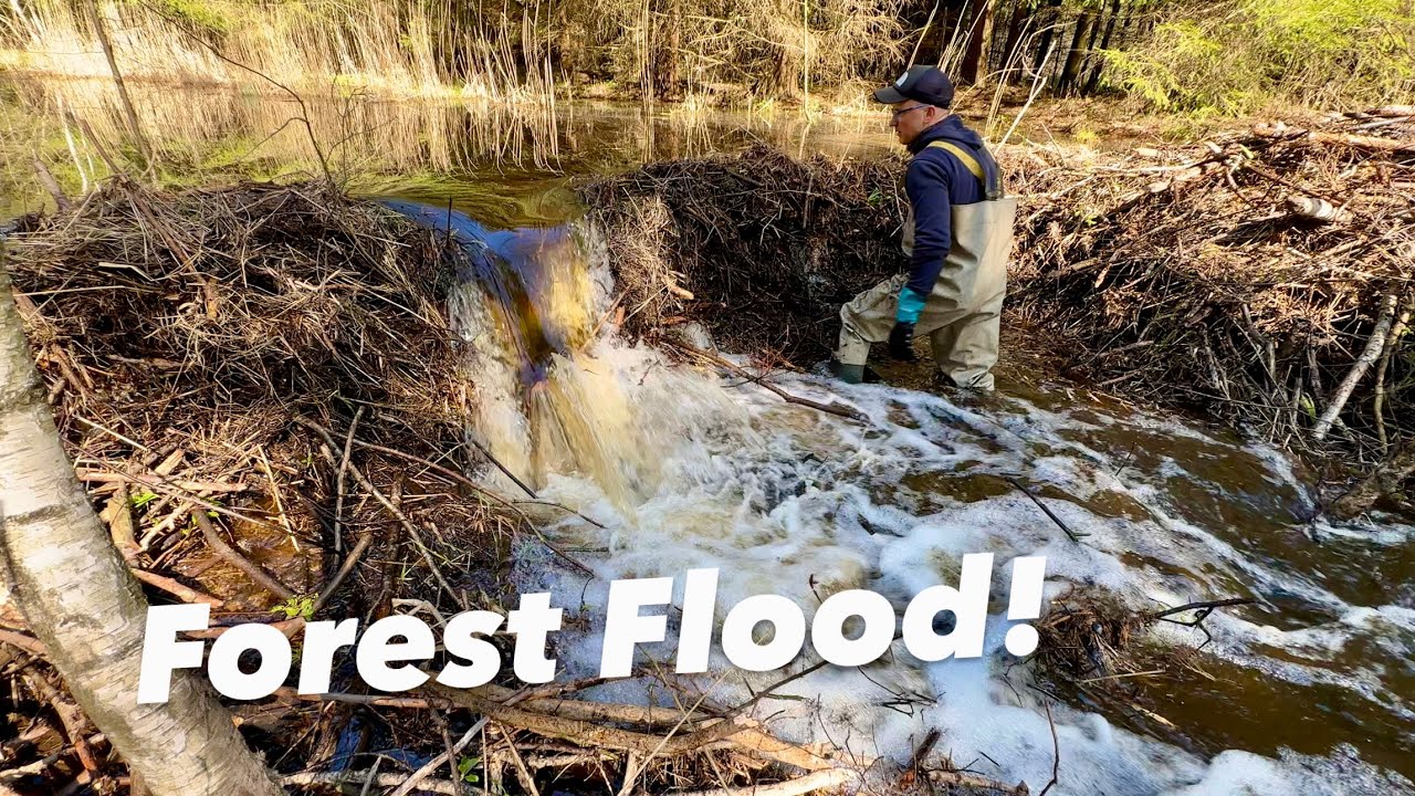 Blocked forest draining canal
