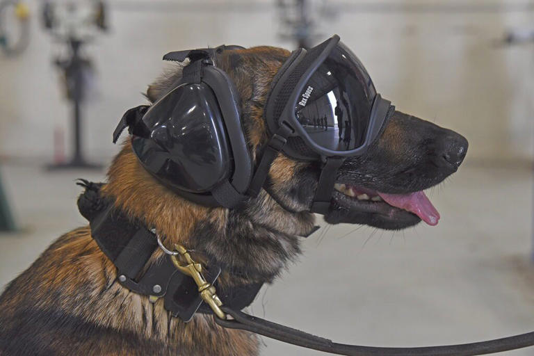 Tech firm raises $200m to breed genetically enhanced dogs for US military