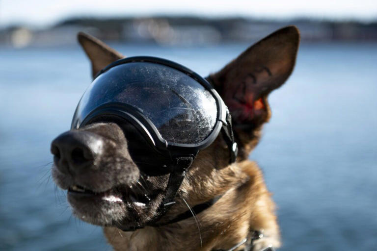 Tech firm raises $200m to breed genetically enhanced dogs for US military
