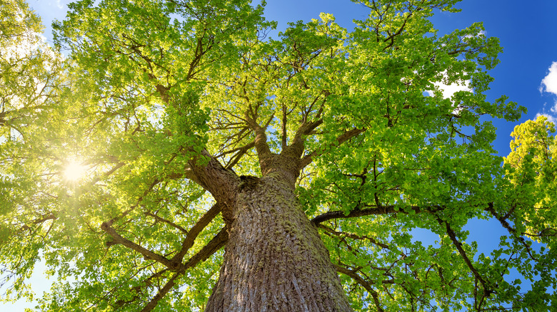 The easy way to tell how old any tree in your yard is (without cutting ...