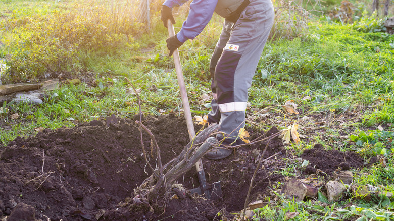 What's the easiest way to remove tree roots?