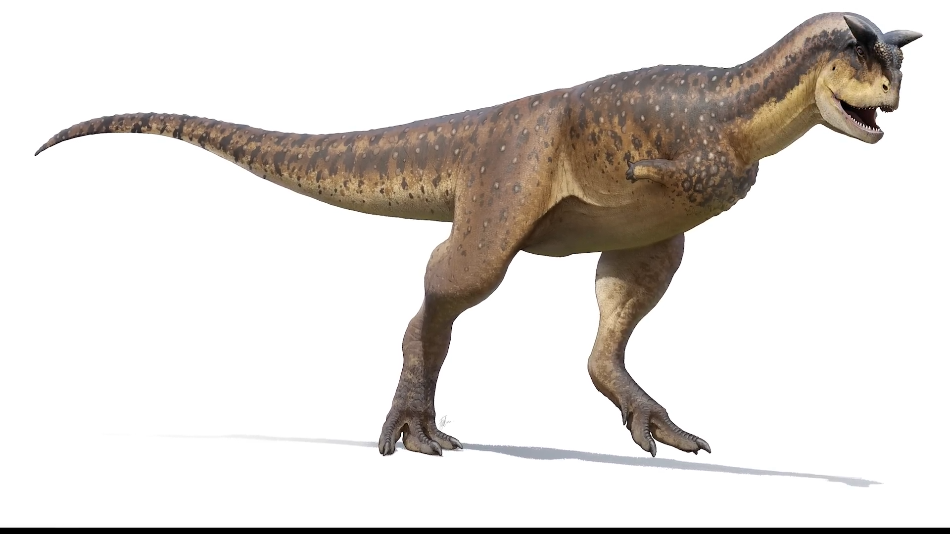 Smaller arms than T rex: The unusual build of Carnotaurus
