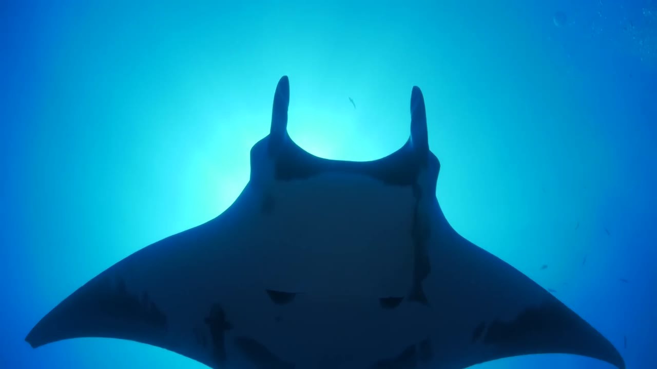 Giant manta rays have 26-foot wingspans and can dive 4,600 feet into ...