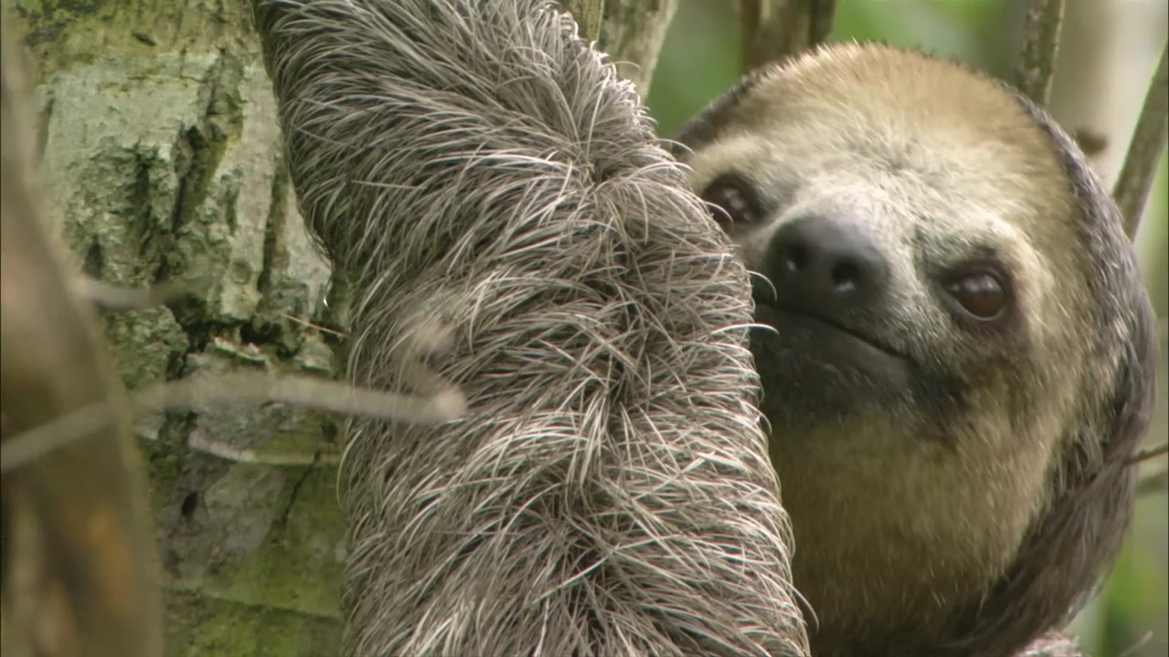 Sloths can take 50 days to digest one leaf and survive on just 130 ...