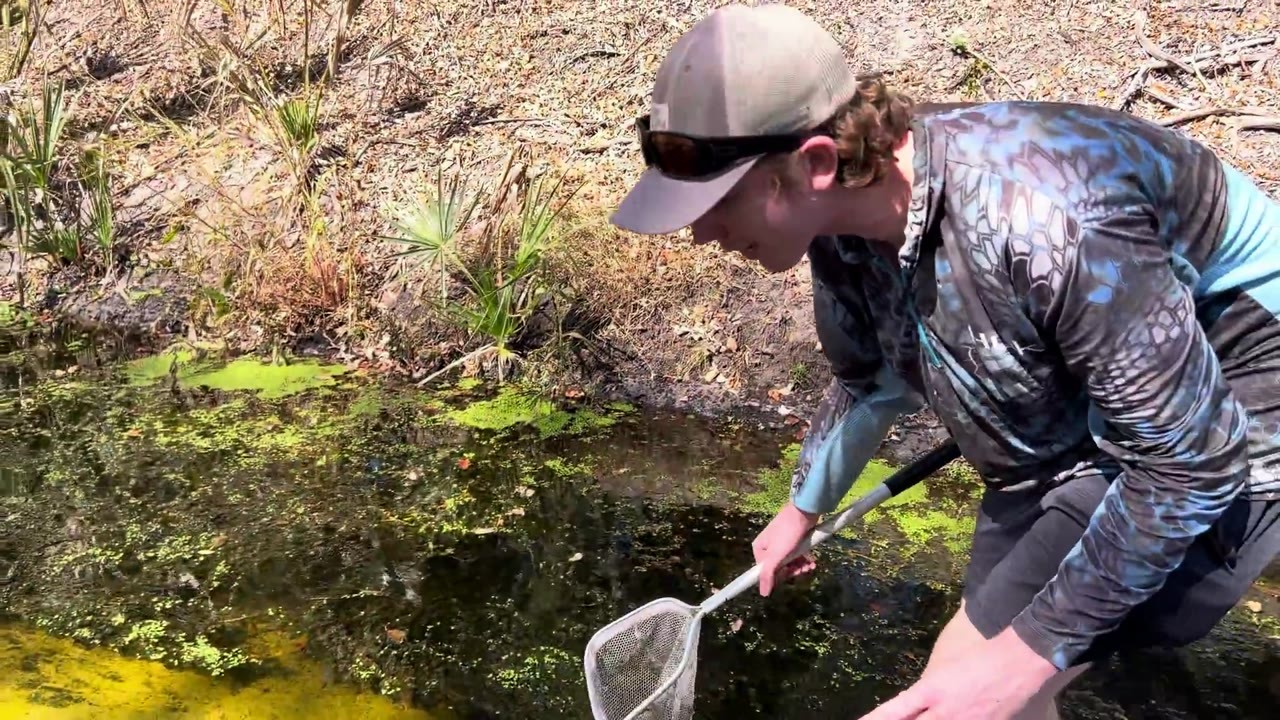 Wild fish are caught with a net for a new aquarium