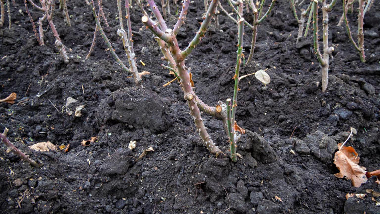 How and when exactly to protect tender roses from frost this fall