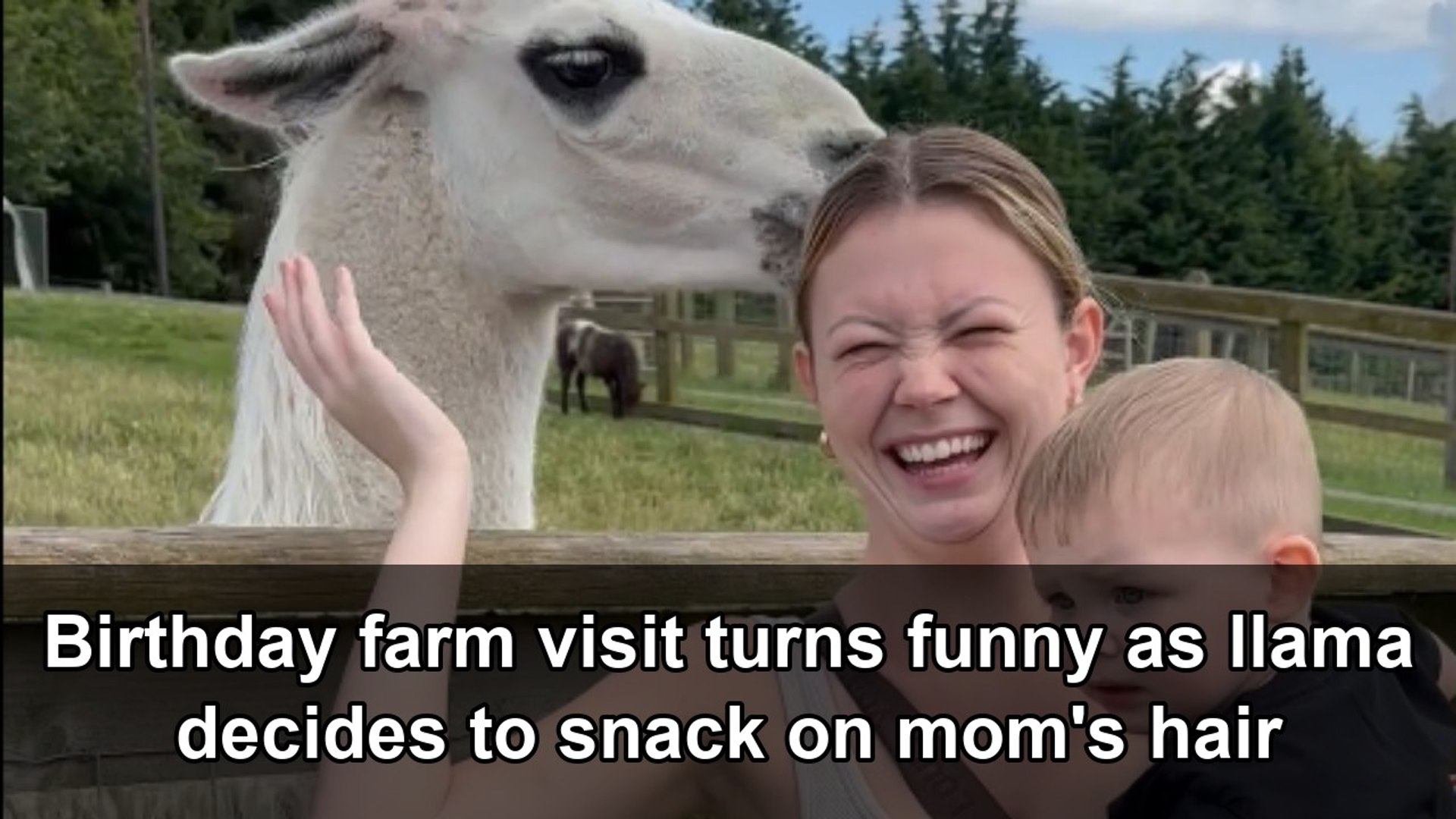 Funny farm moment as a llama grabs a mom's hair