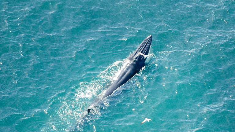 Welsh fisherman captures dramatic drone footage of fin whale feeding frenzy