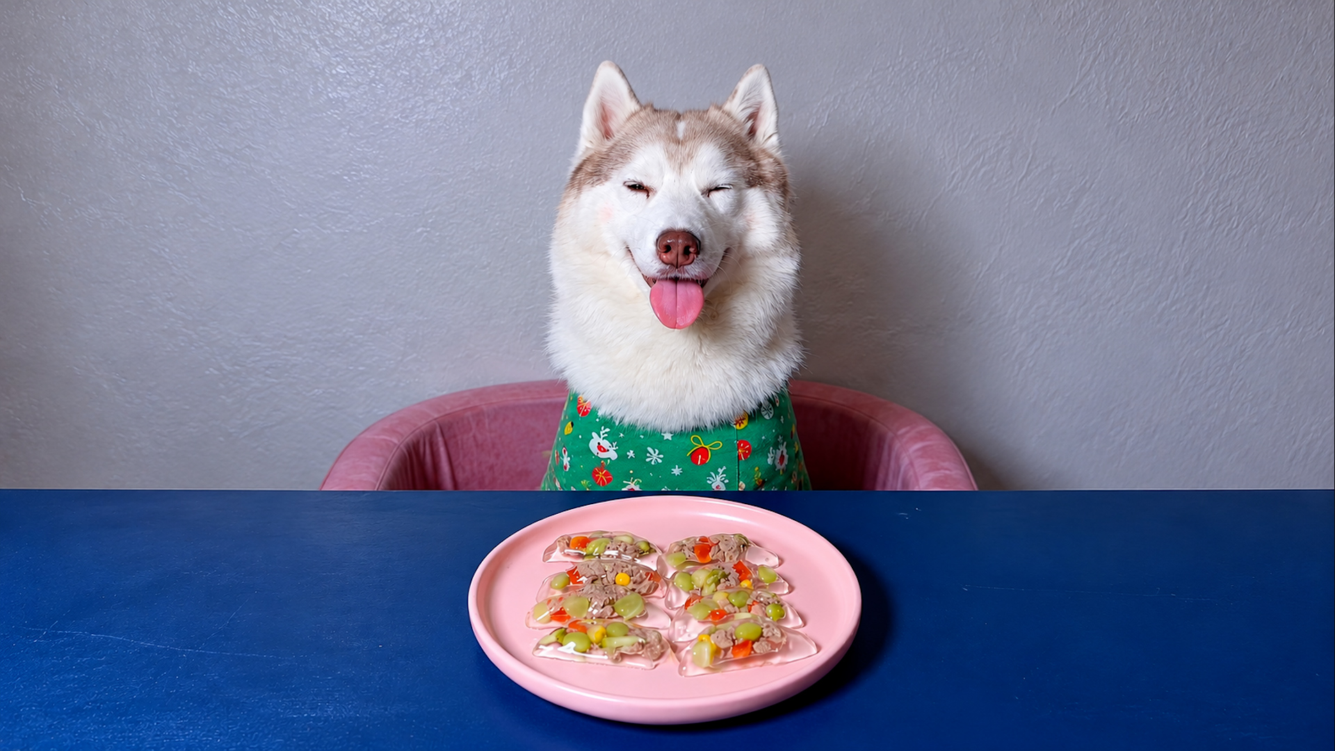 Cutest husky ever waits patiently for a yummy feast