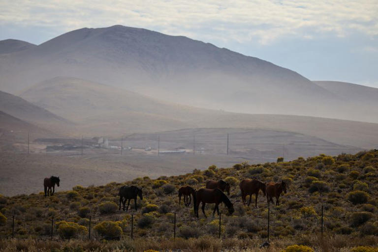 Wild horses roam a field in the Tahoe Reno Industrial Center in Sparks, Nevada, US, October 9, 2026. The historic mining region was the site of a 19th-century gold rush, briefly earning Storey County the label of “the richest place on earth." REUTERS/Daniel Cole