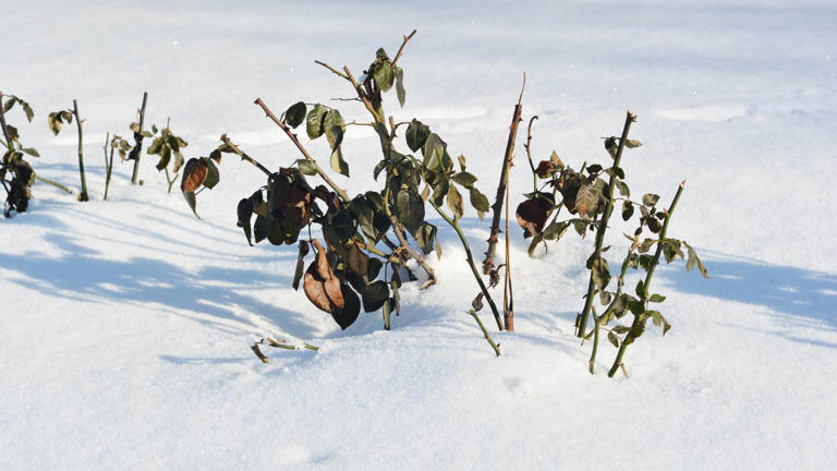 How and when exactly to protect tender roses from frost this fall