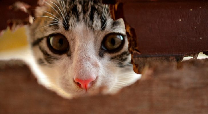 Paying $1,500 a month for a Quebec apartment that bans your cat? What a ...