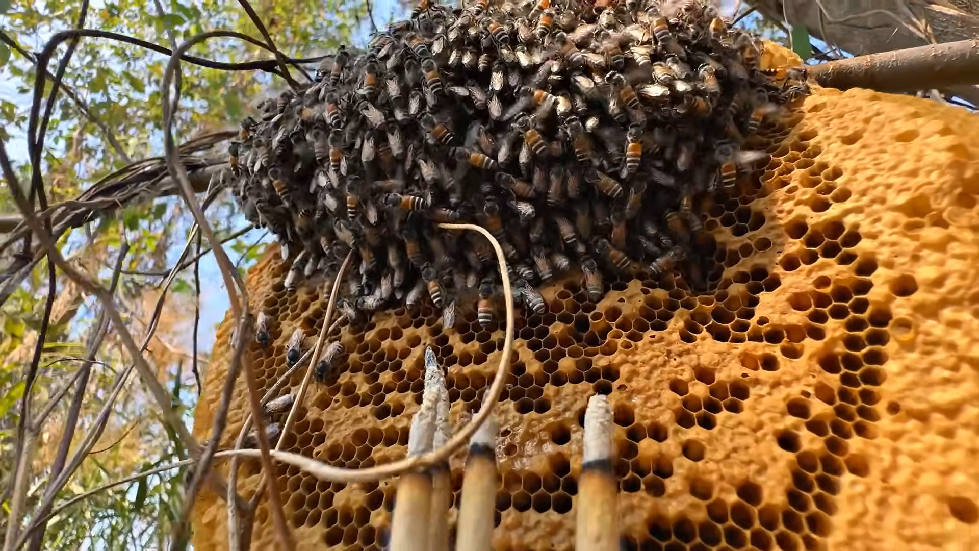 Exploring an aggressive bee colony and the effects of tropical honey